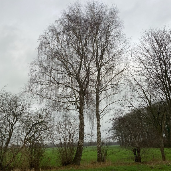 ronde foto