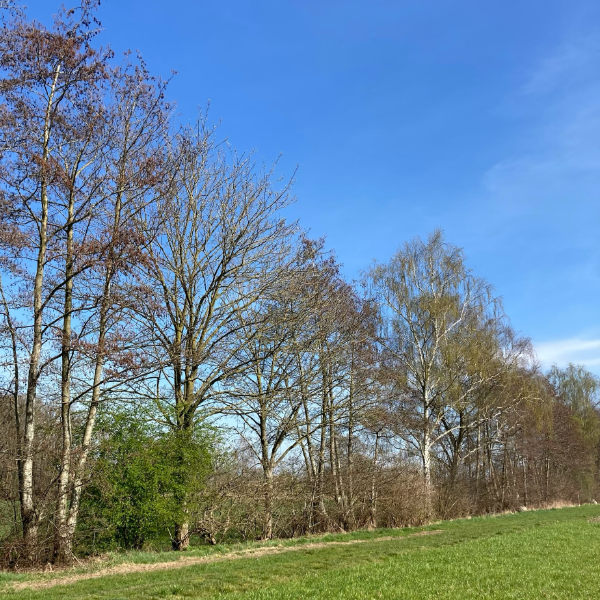 ronde foto