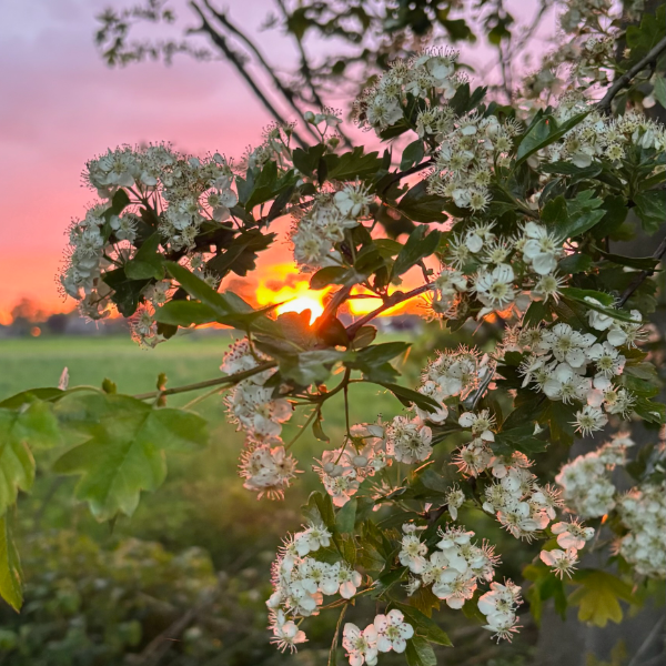 ronde foto