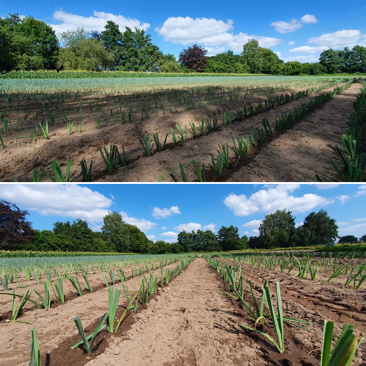 ronde foto